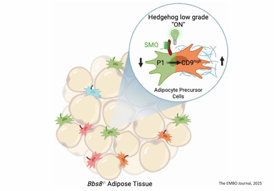 BBS8-dependent ciliary Hedgehog signaling governs cell fate in the white adipose tissue