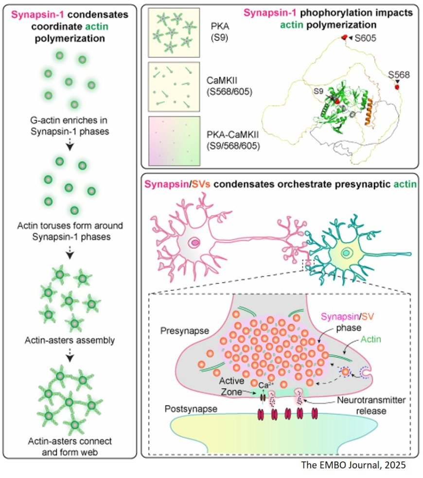 Condensates of synaptic vesicles and synapsin-1 mediate actin sequestering and polymerization