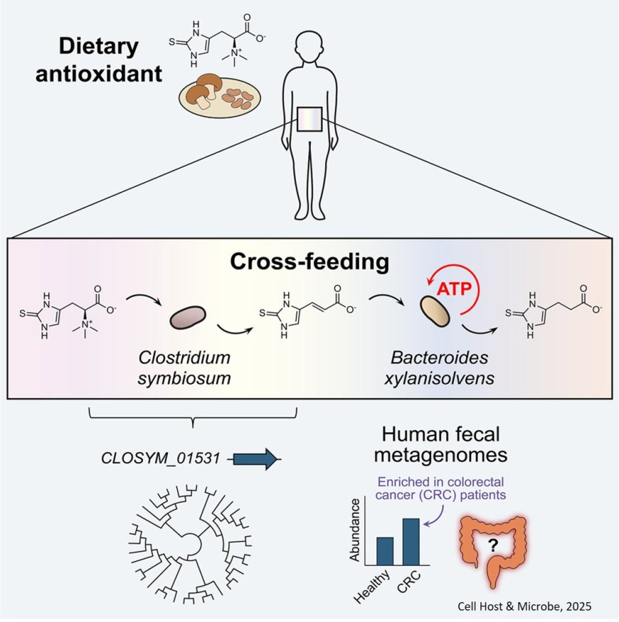Metabolic cross-feeding of a dietary antioxidant enhances anaerobic energy metabolism by human gut bacteria