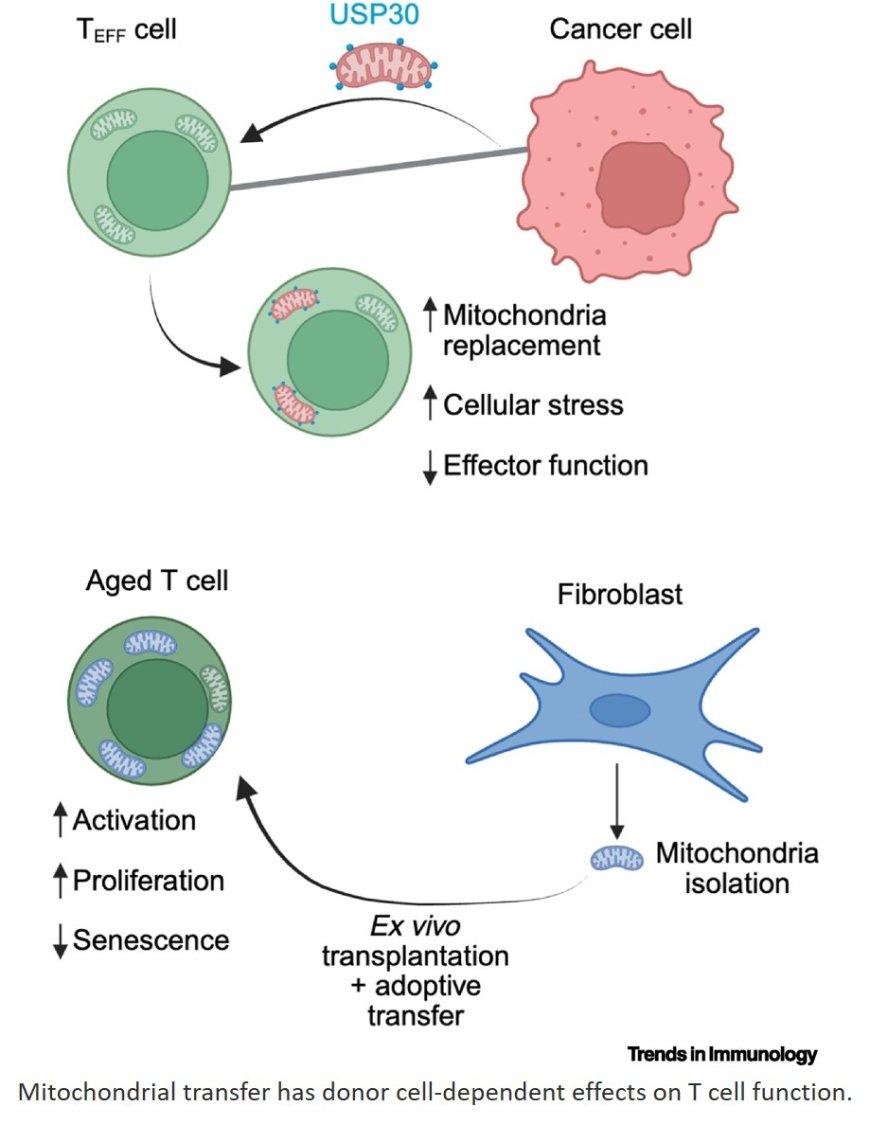 Mitochondria and lysosomes in T cell immunometabolism