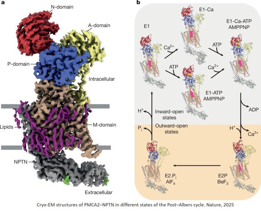 Molecular mechanism of ultrafast transport by plasma membrane Ca2+-ATPases