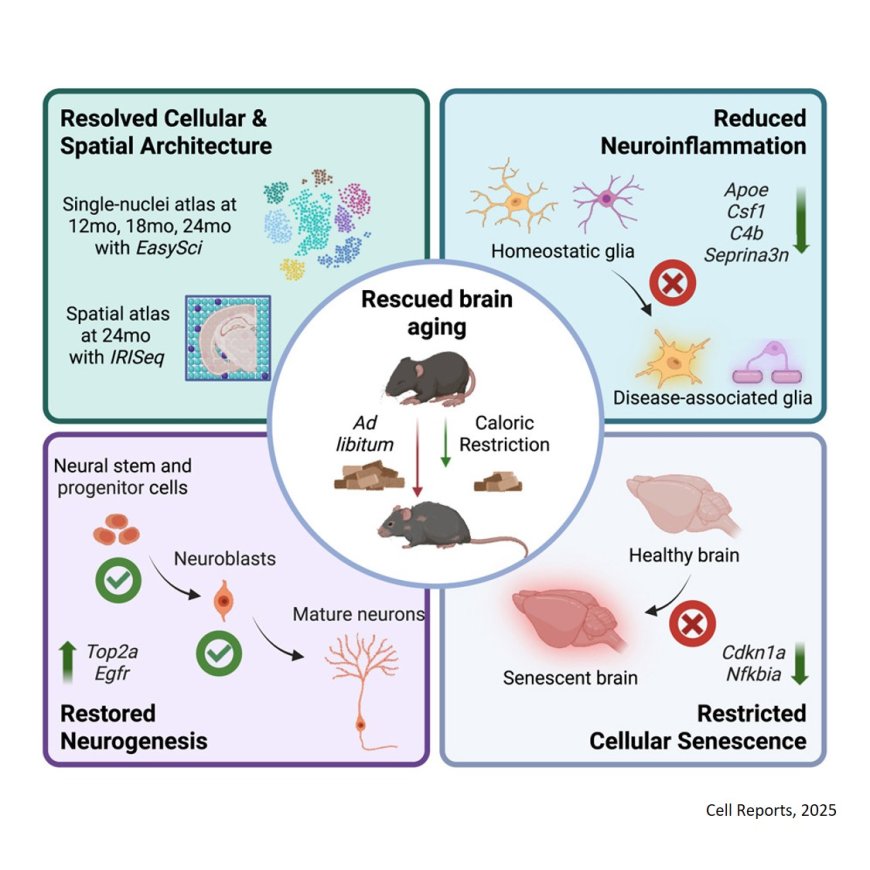 Spatiotemporal profiling reveals the impact of caloric restriction in the aging mammalian brain
