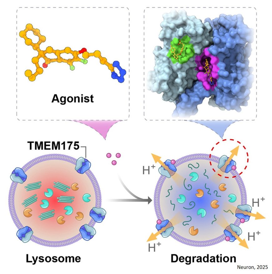 Structural insights into the activation of TMEM175 by small molecule