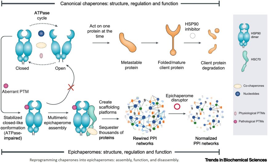 PTMs as molecular encoders: reprogramming chaperones into epichaperomes for network control in disease