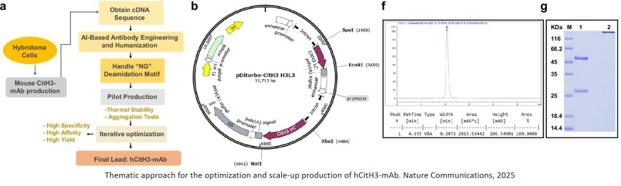 A citrullinated histone H3 monoclonal antibody for immune modulation in sepsis