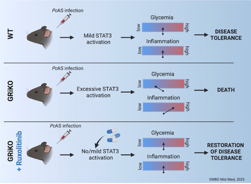 Protecting against lethal malaria-induced hypoglycemia and hyperinflammation