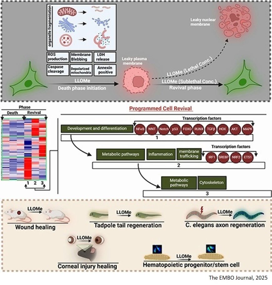 Programmed cell revival from imminent cell death enhances tissue repair and regeneration