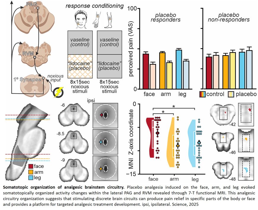 Brain stem pain circuit