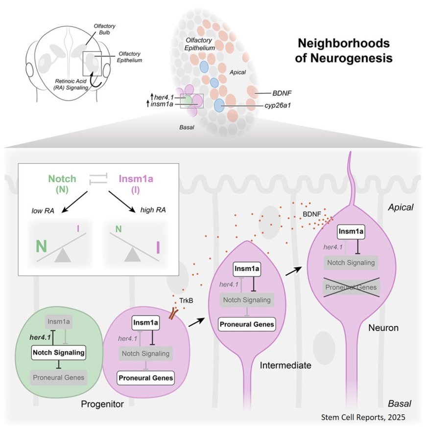 Progenitor neighborhoods function as transient niches to sustain olfactory neurogenesis