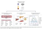 Proteomics and AI detects early signs of ALS in plasma years before symptoms appear