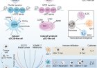 Cellular “toolkit” to reprogram immune cells for cancer therapy