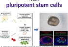 Ureteral organoid from pluripotent stem cells