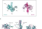 The first structure of the complete botulinum neurotoxin complex