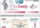 Maternal gut microbiome composition may be linked to preterm births