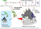 Dual nature of polyamines in longevity to cancer