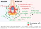 New method to study embryonic implantation