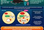 A female-specific mechanism for energy expenditure in brown adipose tissue