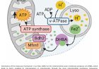 Lysosome-to-mitochondria iron transfer regulate melanoma states