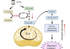 How sugary drinks enhance colorectal cancer metastasis