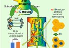 AVID mouse: A versatile platform for real-time, multiscale ATP imaging and spatial systems metabolism analysis in living mice