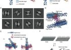 A Velcro model for bacterium adhesion