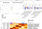 Inflammatory diseases in the offspring from mothers food additive consumption during pregnancy