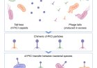 Microbial piracy’ uncovers new way to fight drug-resistant infections