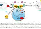 Branched fatty acids metabolism in peroxisomes to control energy homeostasis