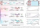 A simple CRISPR tuberculosis screening test