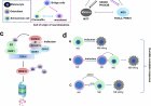 Combination of RNA splicing factor and immunotherapy to treat neuroblastoma
