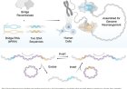 Human genome rearrangement with programmable bridge recombinases