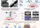 Targeting sugar moieties around cancer cells to kill tumors