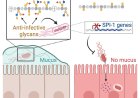 Mucus contains molecules that block Salmonella infection