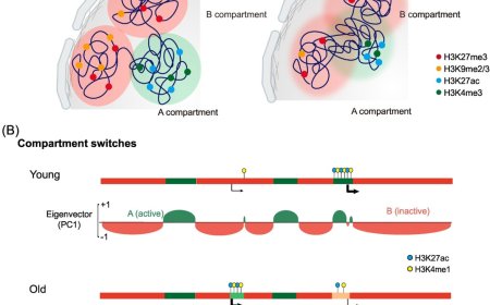 3D chromatin organization in aging