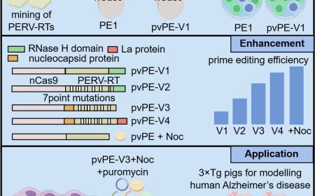 Prime editors for mammalian genome editing