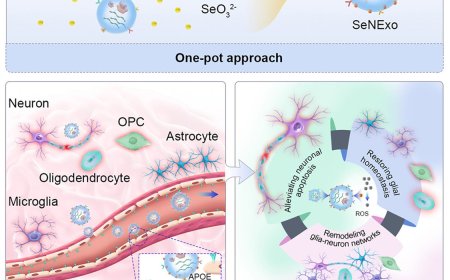 Traumatic brain injury treatment with selenized neural stem cell-derived exosomes