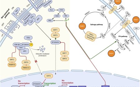 The Wnt–NAD+ axis in cancer, aging, and tissue regeneration