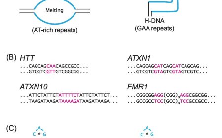 Repeat expansion diseases impacted by interruptions?