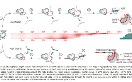 Cells measure RNA tails with a molecular stopwatch