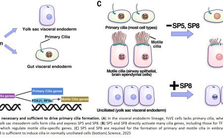 Controlling cilia formation in mammalian embryos