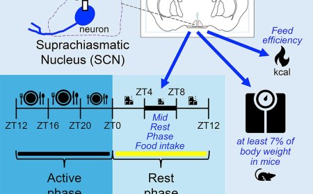 Suprachiasmatic nucleus neurons control eating and body weight
