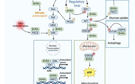 Biliverdin reductase-A is a key modulator in insulin signaling and metabolism