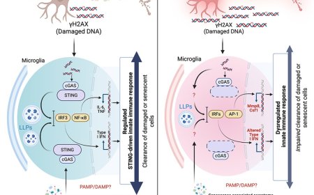 Microglial STING protects against neurological decline with age