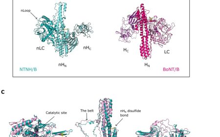 The first structure of the complete botulinum neurotoxin complex