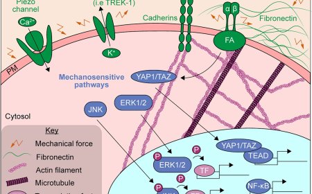 RNA processing and mechanotransduction interplay!