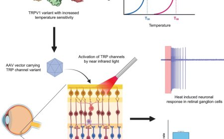 Ultrasensitive human TRPV1 channels for infrared light detection in blind human retina