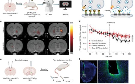 Rewiring addiction with designer proteins