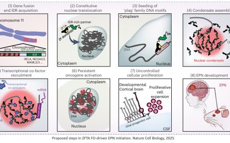 Biomolecular condensates implicated in a childhood brain cancer