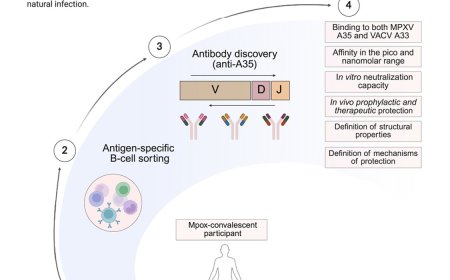Three potent human antibodies against mpox