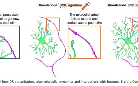 Brain’s immune cells key to wiring the adolescent brain